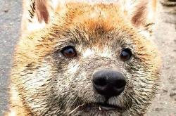 开云体育中国-西亚卡姆全能数据引爆联盟，快船压哨绝杀活塞再现经典