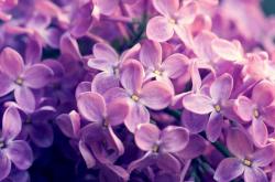 开云体育APP下载-2026美加墨之夏的NBA预演，汽车城活塞末节风暴席卷迈阿密