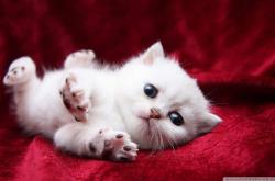 开云体育入口-足球世界的平行宇宙，当伊拉克对阵马竞，哈兰德完成里程碑