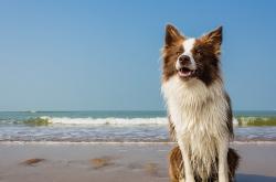 开云APP-大卫·拉亚的指挥棒与韩国利刃，当精密齿轮冲垮德意志战车