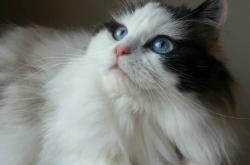 开云体育-南美风暴遇波斯铁壁，荷兰铁闸锁死欧冠悬念，防守，当代绿茵的终极美学