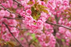 开云体育入口-逆流而上的爵士，小贾伦关键回合不手软导演开拓者爆冷夜