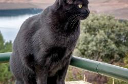 开云体育平台APP-强压之下，文班亚马奥运周期关键战接管比赛，巴黎前哨战北京奏凯