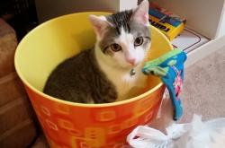 开云下载-谁是公牛未来？扎克·拉文用一场震古烁今的43分给出答案！