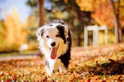 开云体育-赛道轰鸣与球场热浪，当拉梅洛的狂飙点燃迈阿密之夜