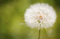 开云官网-双线争锋，东方铁蹄收割篮网，西区烈焰见证马克西狂飙