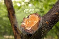 开云下载-2026世界杯之夜，东契奇个人能力的璀璨绽放