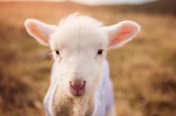 开云平台-公牛封锁篮网战术剖析，浓眉关键表现定义巨星价值