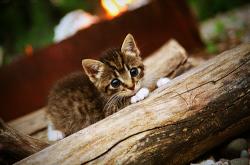 开云体育-足球狂想曲，从伯纳乌的稳定灯塔到里昂的加纳风暴