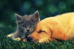 -突破维度，英格拉姆如何将欧冠防线重构为他的个人秀场