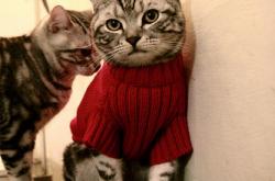 开云体育-慈善巅峰战，国米点胜尼日利亚明星联队，莱万喧宾夺主演绎另类征服