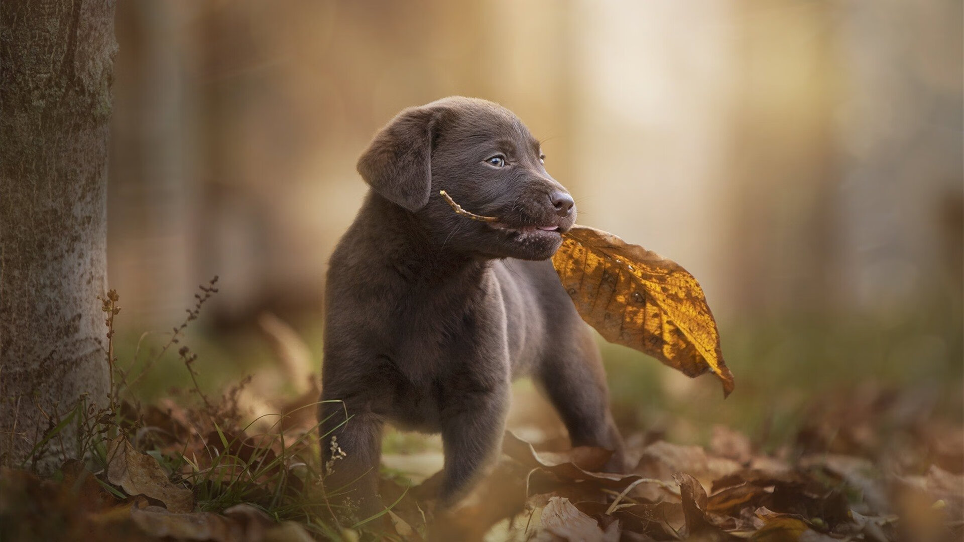 赛道与绿茵的交响，F1年度争冠焦点战中的洪都拉斯速胜启示