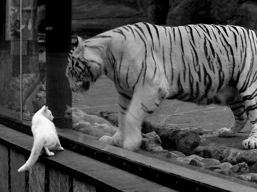 末节风暴！奥地利逆转中国晋级欧冠决赛