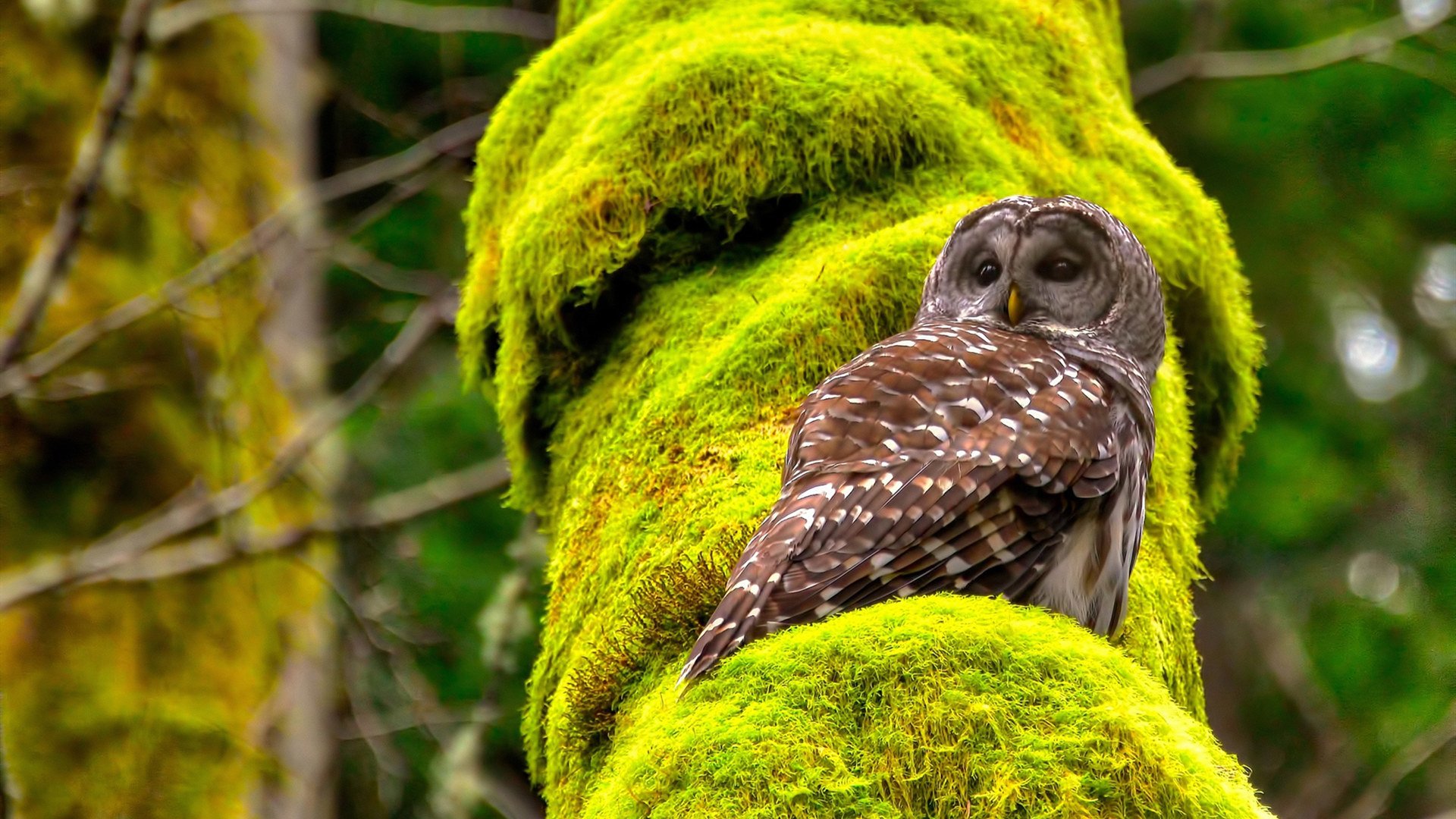 库里三节42分终结梦魇！掘金高原见证勇士巨星救赎之战