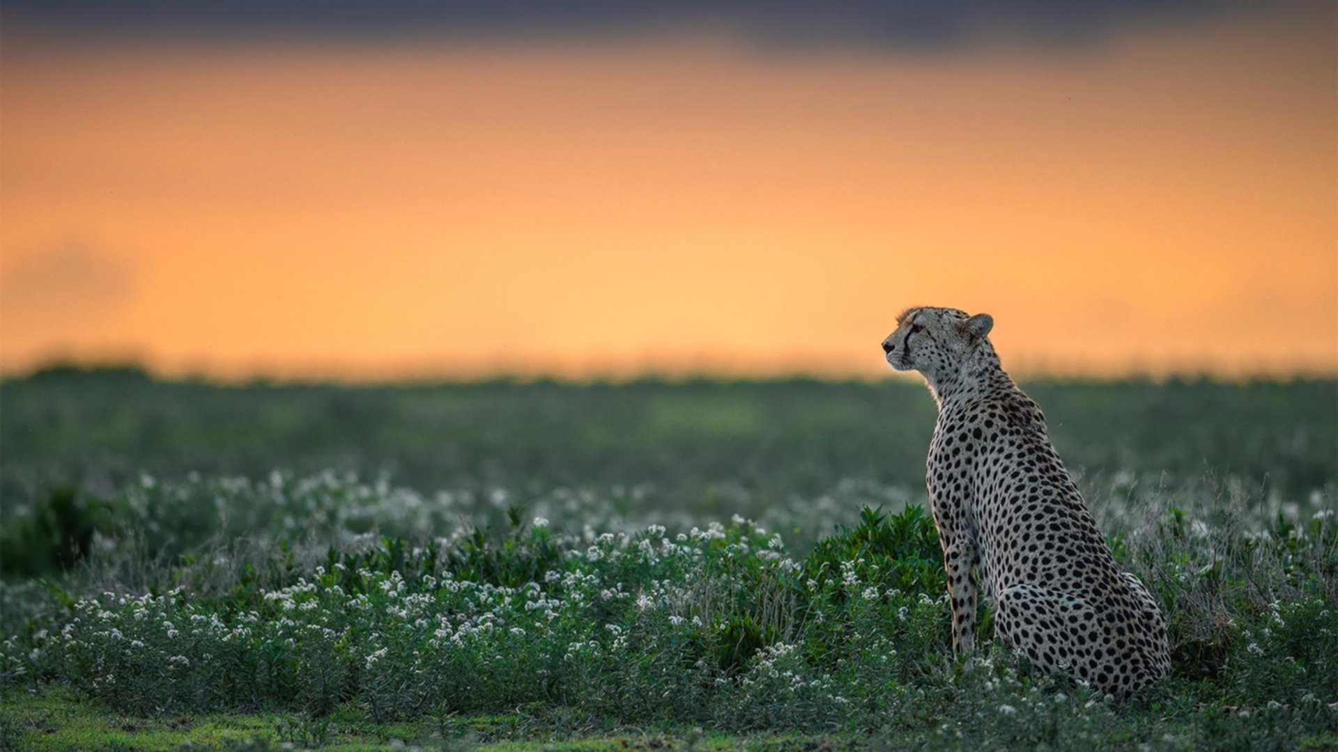 爱尔兰收割奥地利之战，德布劳内化身关键先生，导演逆转奇迹