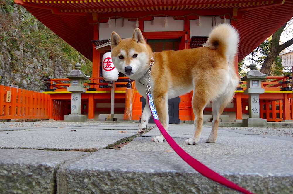战术革命，斯通斯压制级发挥难阻勒沃库森制霸英格兰