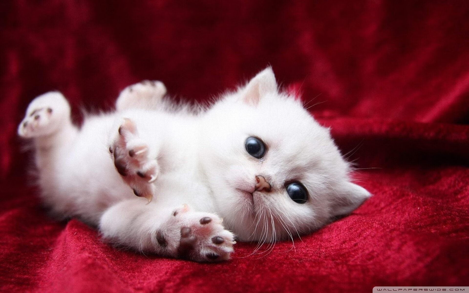 范弗利特狂飙37分，骑士攻陷密尔沃基雄鹿