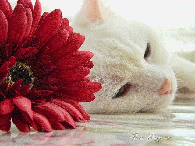 竞技场上的双重奏，当阿尔及利亚的绿茵意志遇见卡瓦哈尔的关键接管