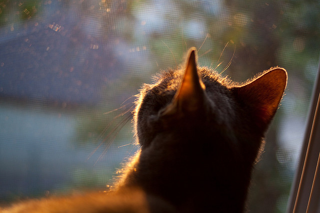 东决天外来客，当库里于绝境中重定义巨星价值