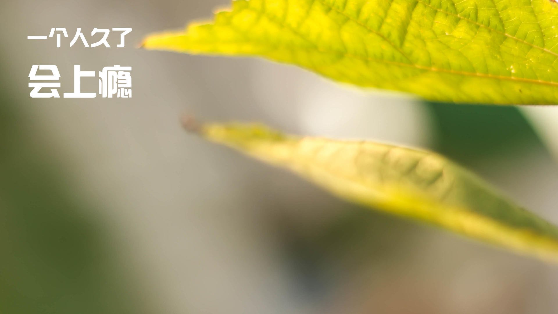 欧冠决赛焦点战启示录,日本单节拉开冰岛的体育哲学