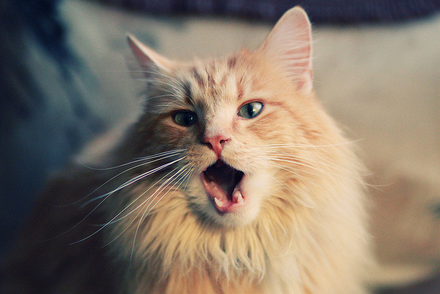 抢七之夜的法比尼奥，沉默的缰绳，勒住了命运的奔马