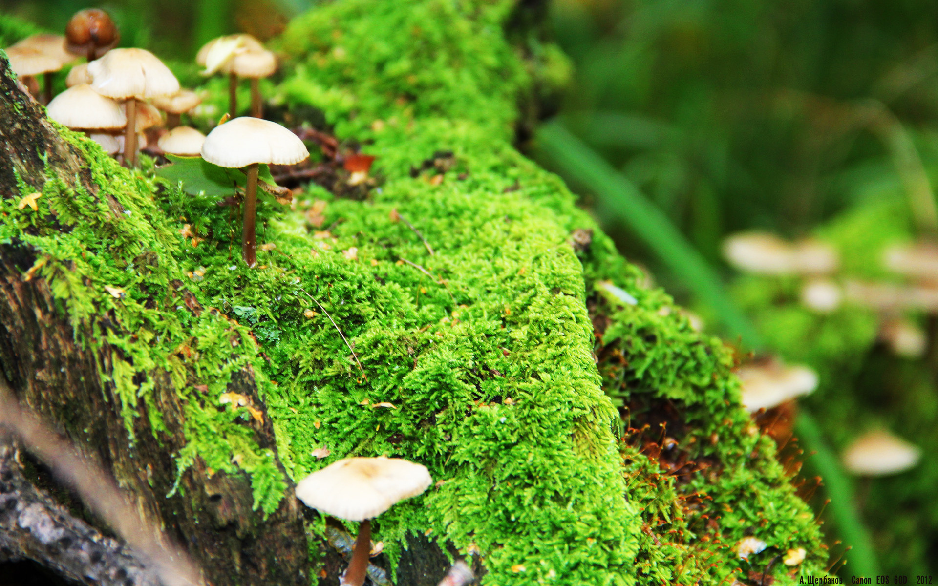 单节风暴与救赎之路，吉林队的团队狂飙与塔图姆的个人涅槃