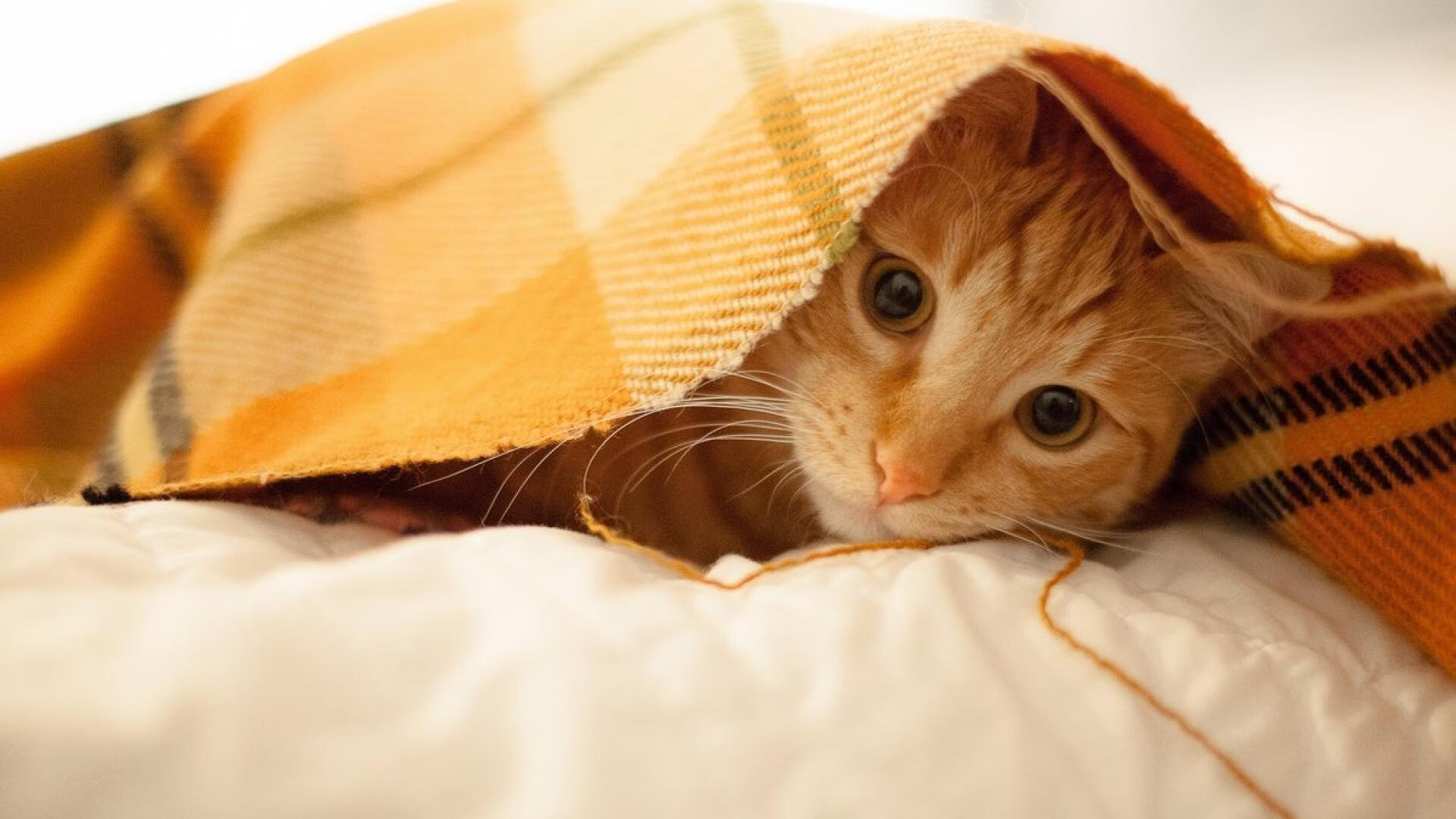 钢铁洪流与自由诗篇,当德国战车用战术枷锁熄灭美国星火