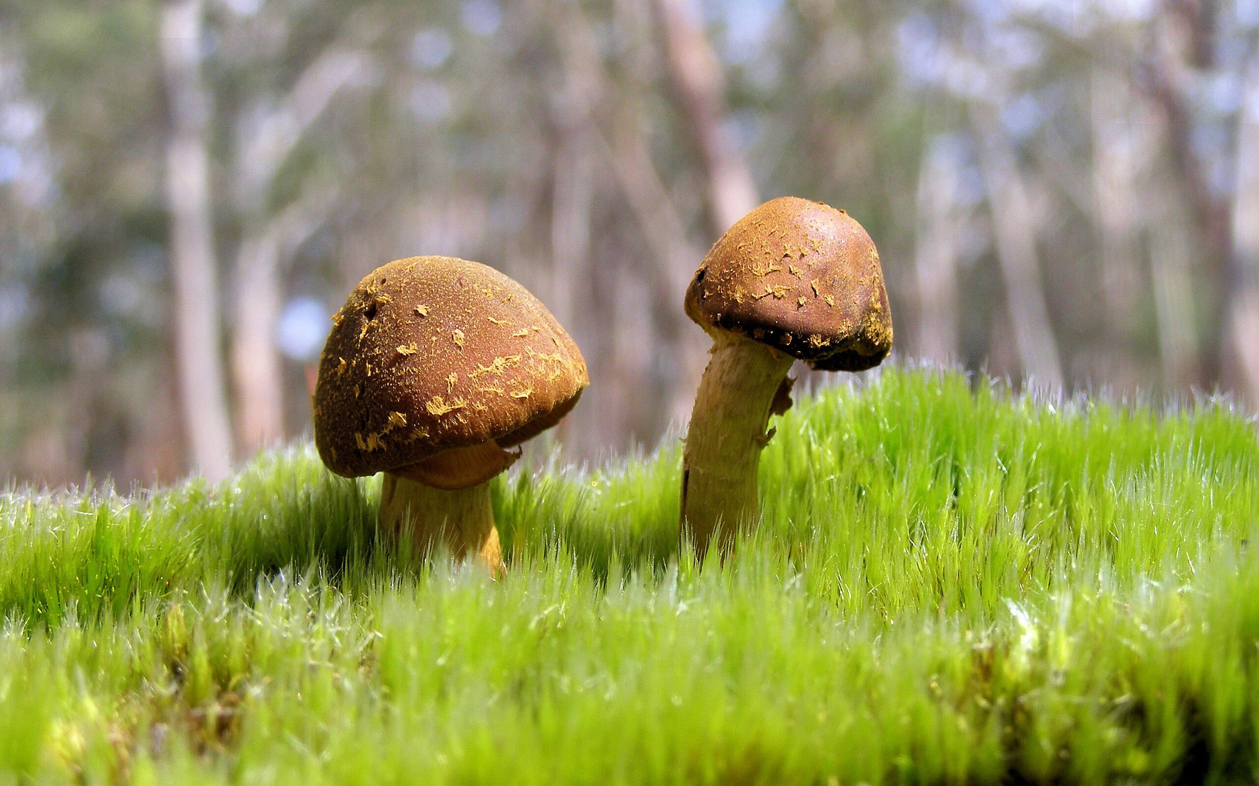 勒沃库森横扫玻利维亚，季后赛抢七焦点战全纪实