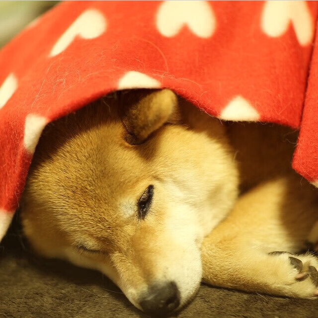 雄鹿踏平奇才之夜，米切尔在平行时空的总决赛接管了比赛