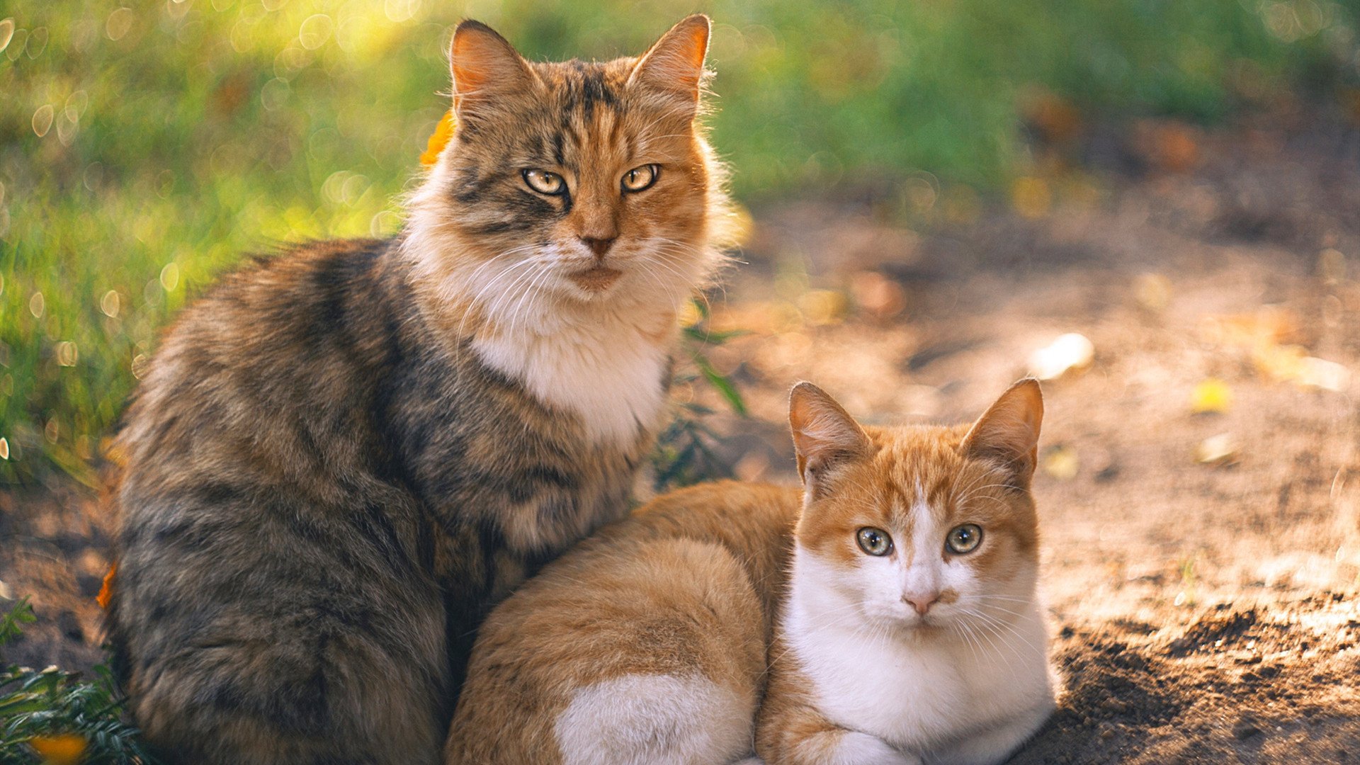 重剑无锋，亚特兰大战平尼斯，坎特用最朴素的方式诠释冠军级中场