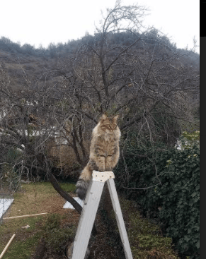 黄潜与咖啡军团的绿茵交响，基米希一锤定音谱写胜利诗篇