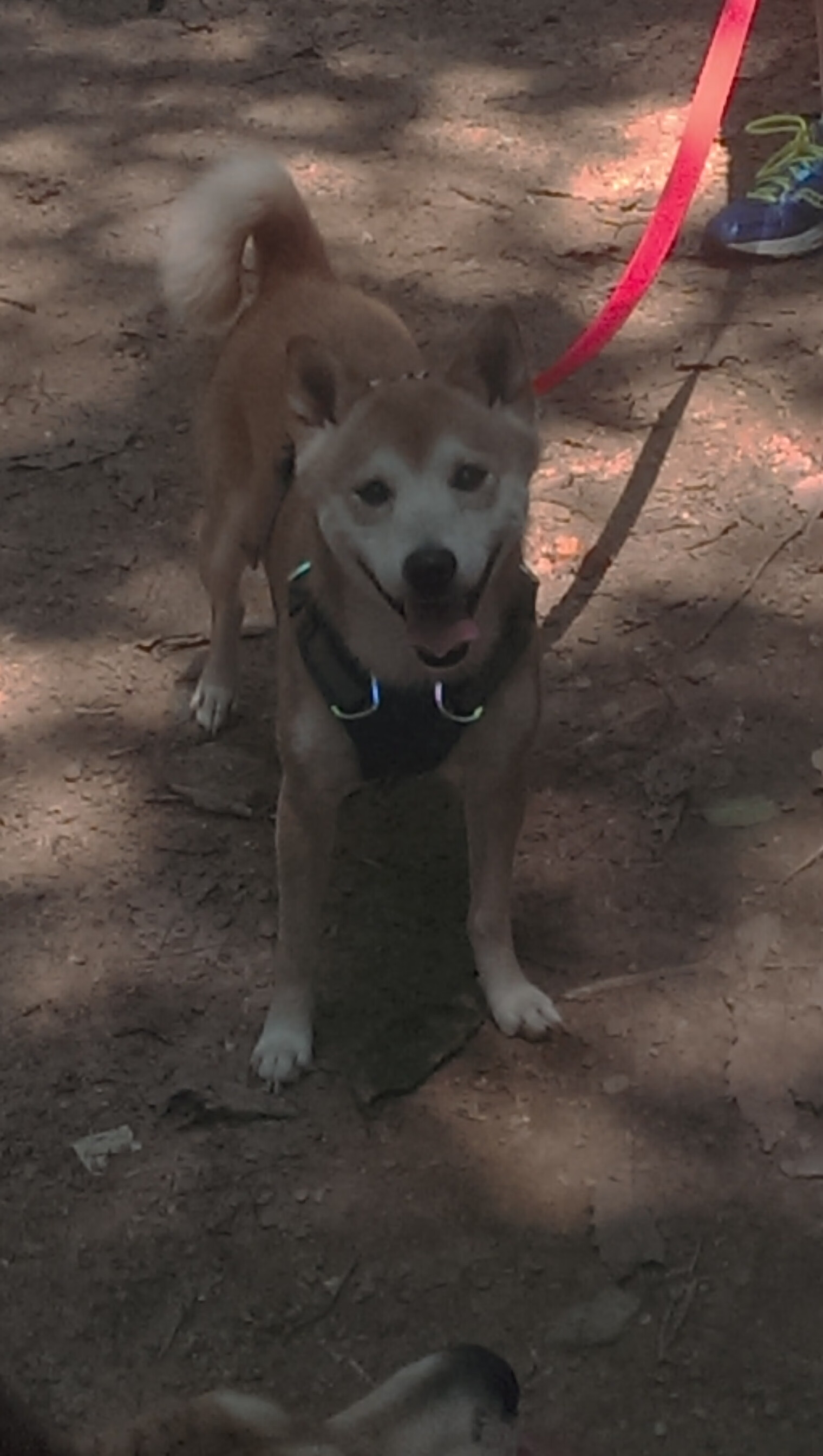 足篮跨界英雄夜，罗德里戈在NBA总决赛之夜的评分拉满传奇